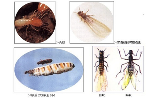 锦州小蚂蚁大学问：蚂蚁的危害不容忽视
