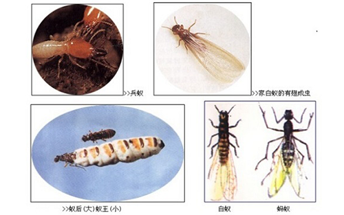 抚顺小蚂蚁大学问：蚂蚁的危害不容忽视