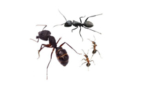 大连灭蚂蚁方法之一：薄荷法