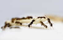 锦州如何灭除蚂蚁？用毒饵好还是用杀虫喷雾剂好？