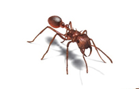 大连怎样除蚂蚁？如何灭如何防？